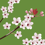 BL05 Cherry Blossom (pack of 6)