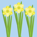 PE33 Daffodil trio (pack of 6)