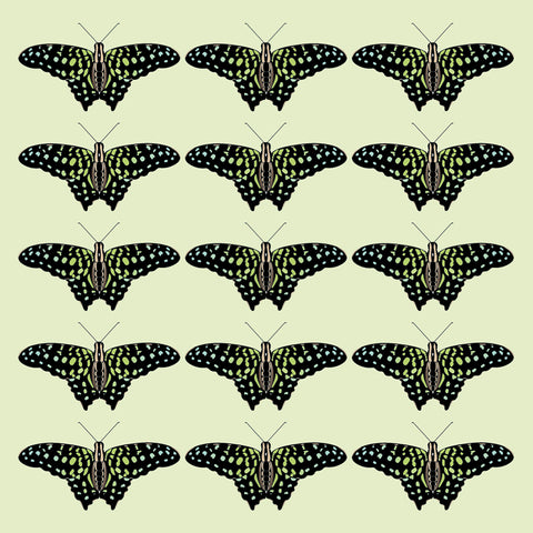OW15 Tailed Jay array