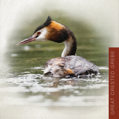 SD04 Great Crested Grebe