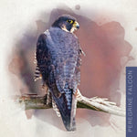SD16 Peregrine falcon